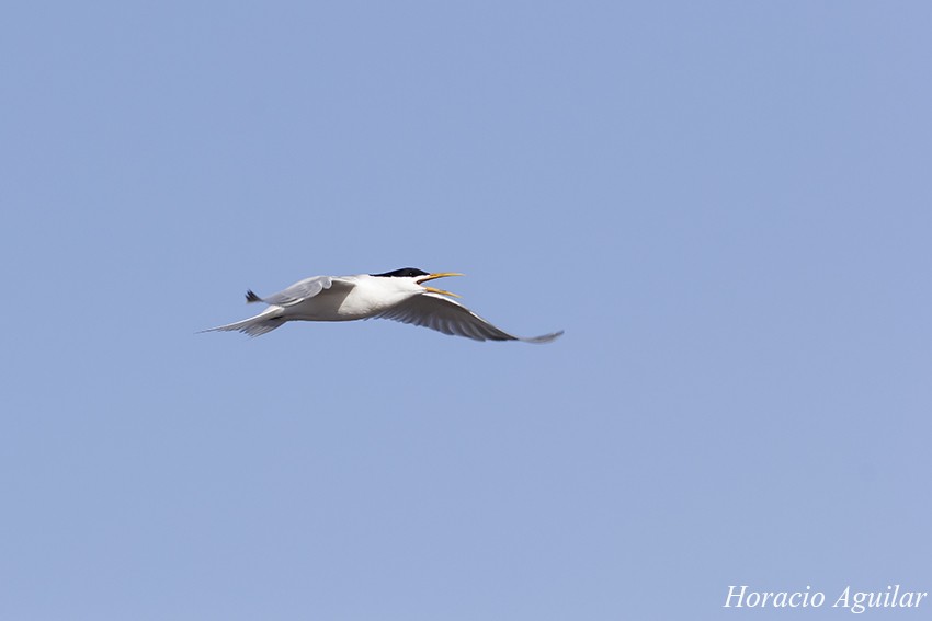 "Volar" de Horacio Aguilar