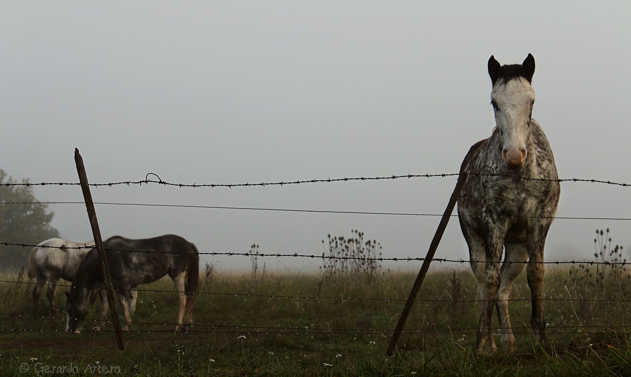 "Una maana de tres caballos." de Gerardo Artero