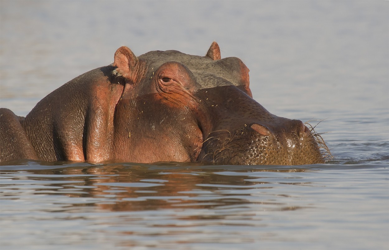 "hipopotamo" de Edith Polverini