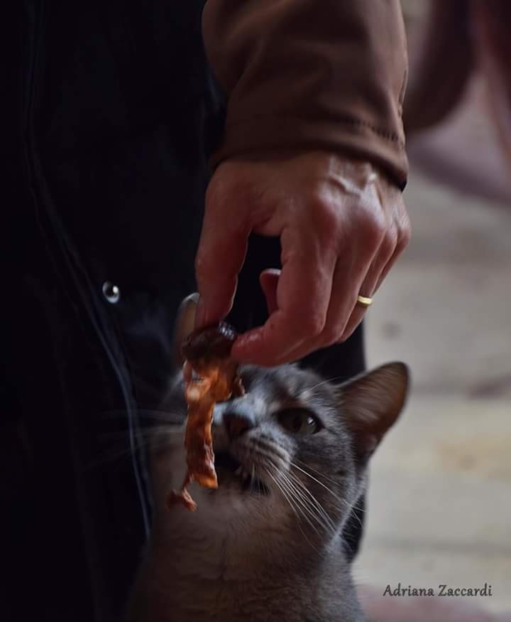 "Hora de comer" de Adriana Zaccardi