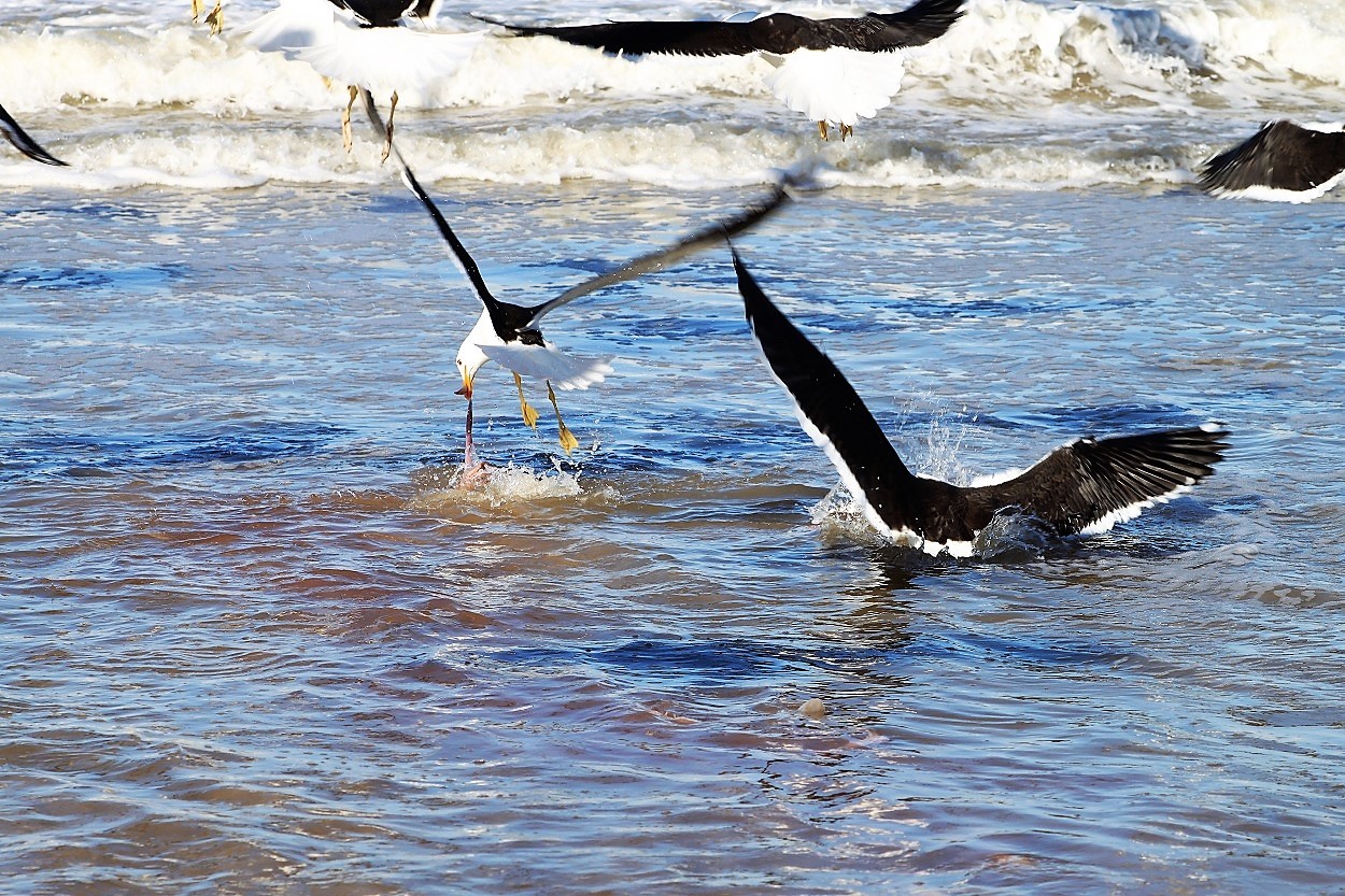 "Pescando!!" de Eduardo Alfredo Balducci