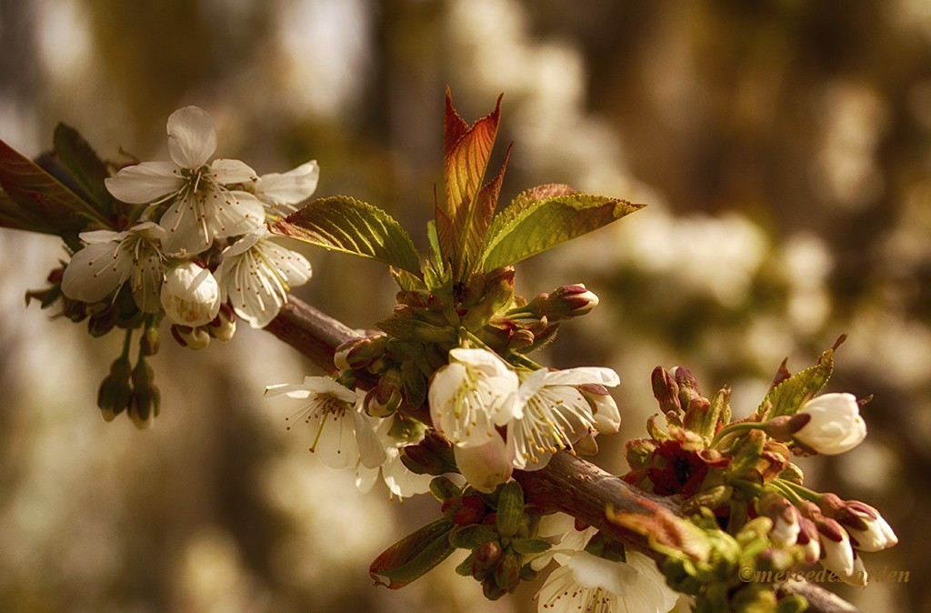 "cerezos en flor" de Mercedes Orden