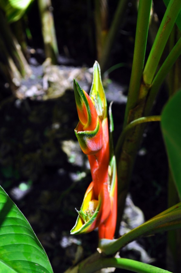 "Planta Tropical en Accin..." de Silvia Emilia Guerra