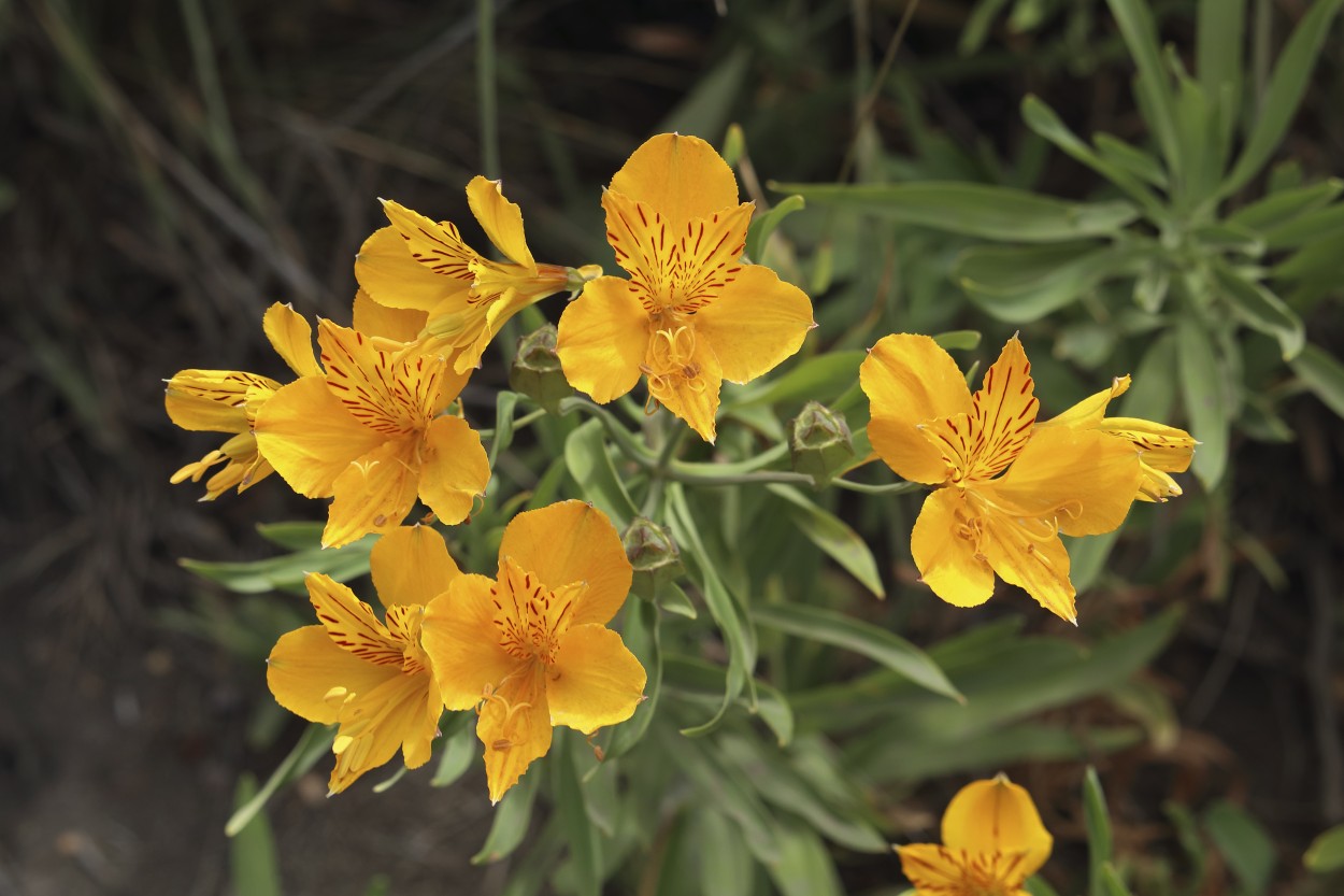 "Flora patagnica V" de Natalia Harosteguy