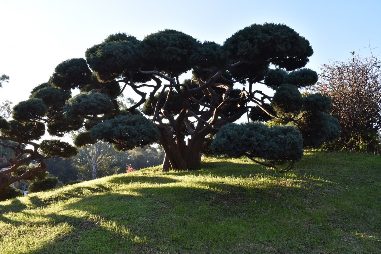 "Jardn Japones (rbol)" de Manuel Enrique Chavez Manzano