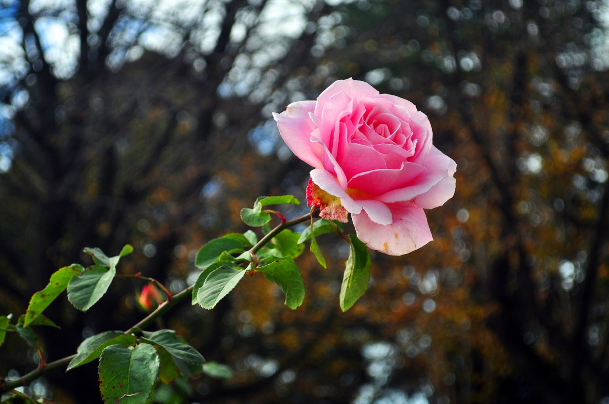 "Rosa de Otoo" de Silvia Emilia Guerra