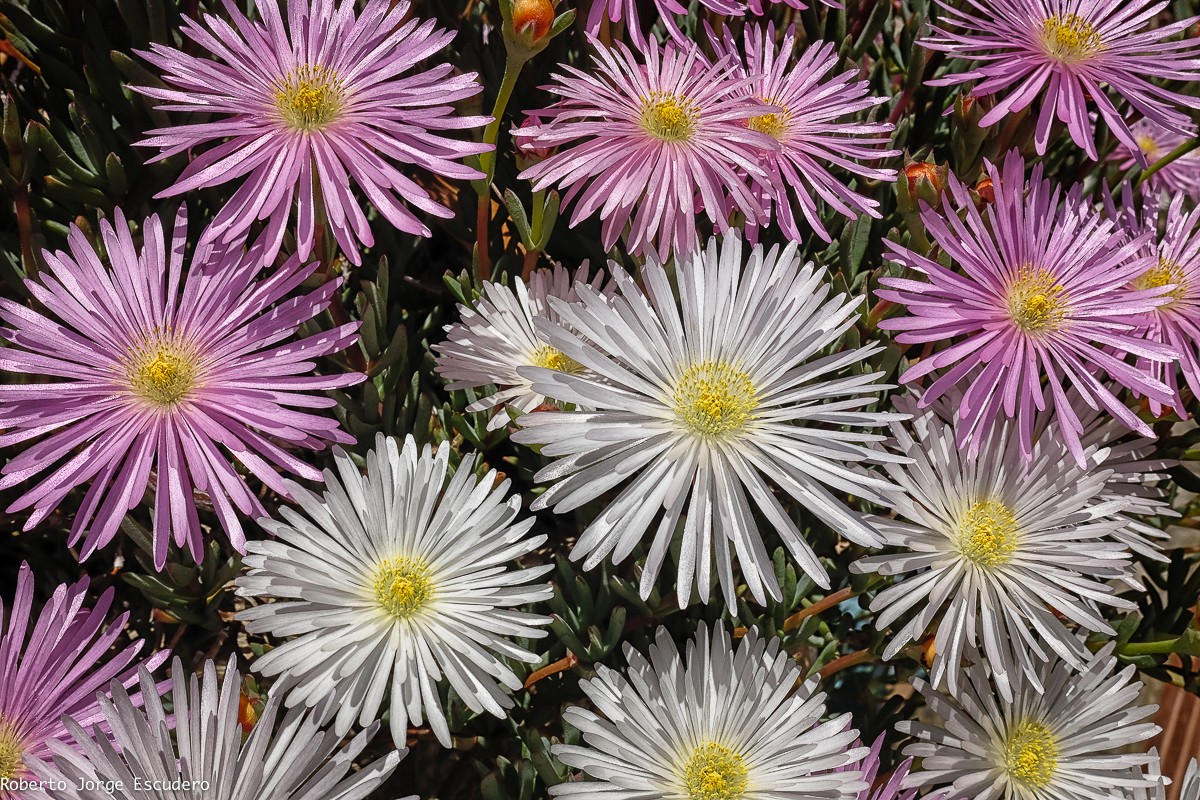 "Flores de domingo" de Roberto Jorge Escudero