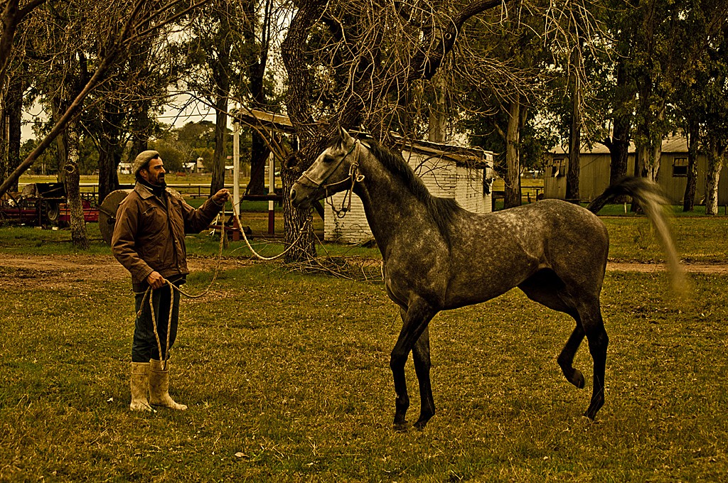 "El paseo del pura sangre" de Ricardo H. Molinelli