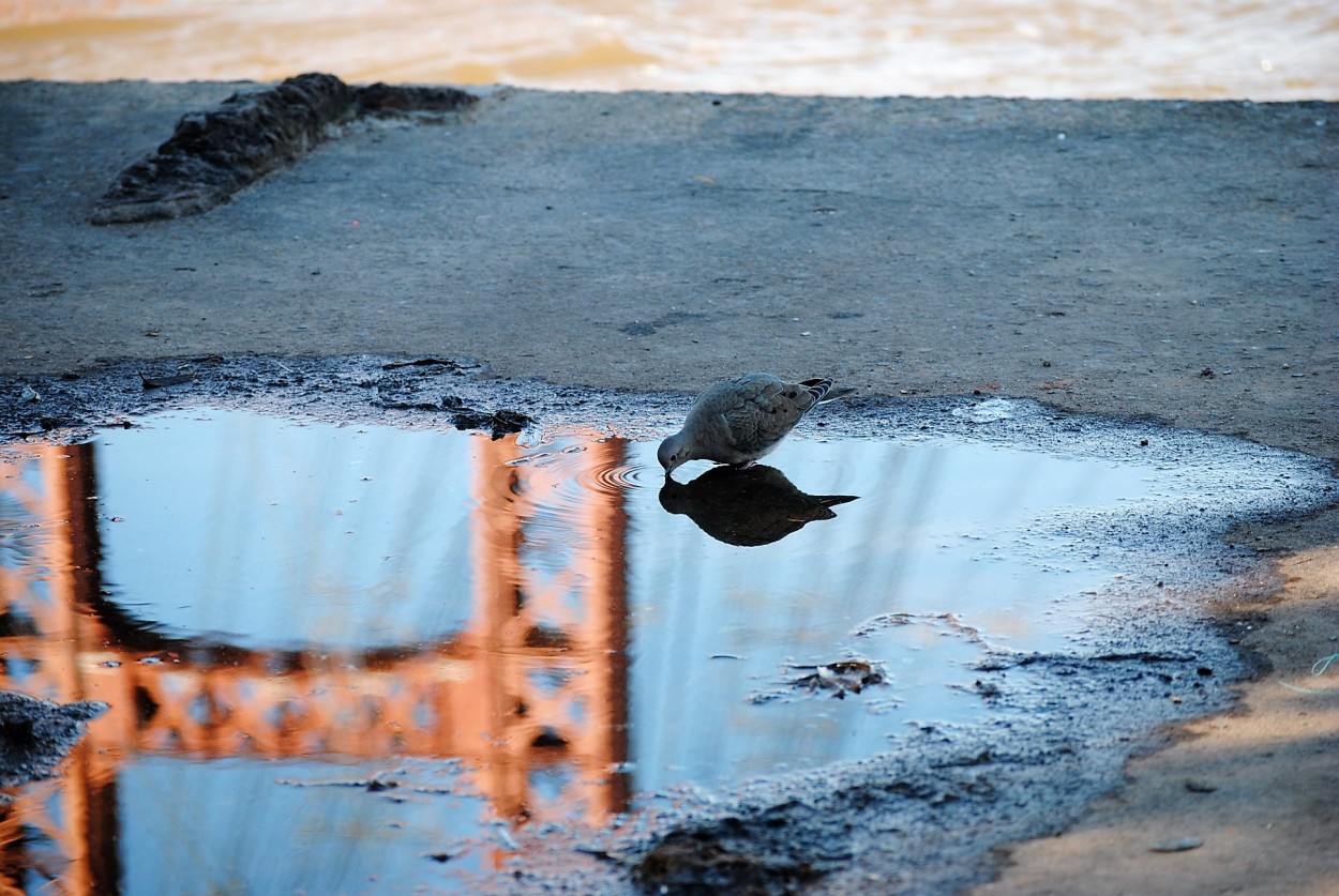 "REFLEJO" de Maria Gabriela Bieler