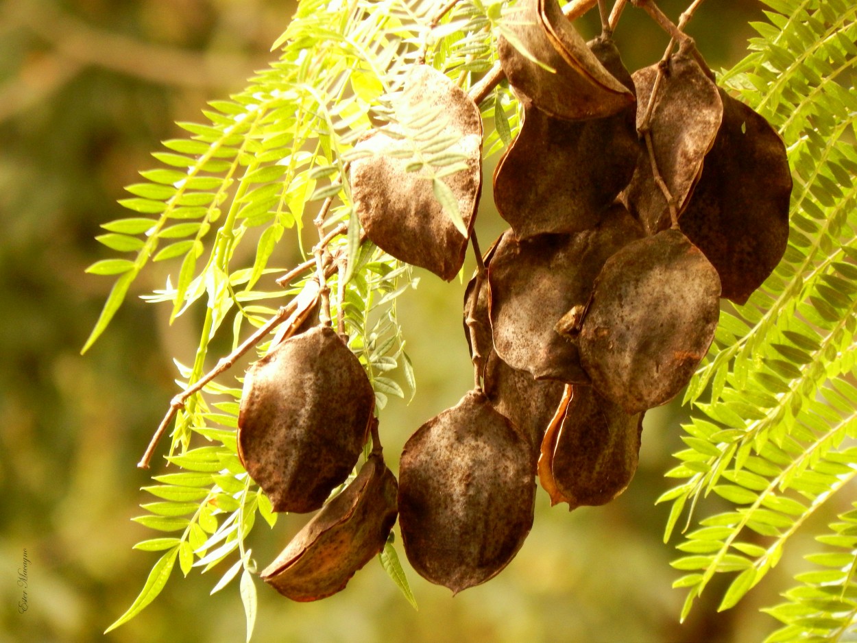 "Frutos secos" de Ester Francisca Macagno