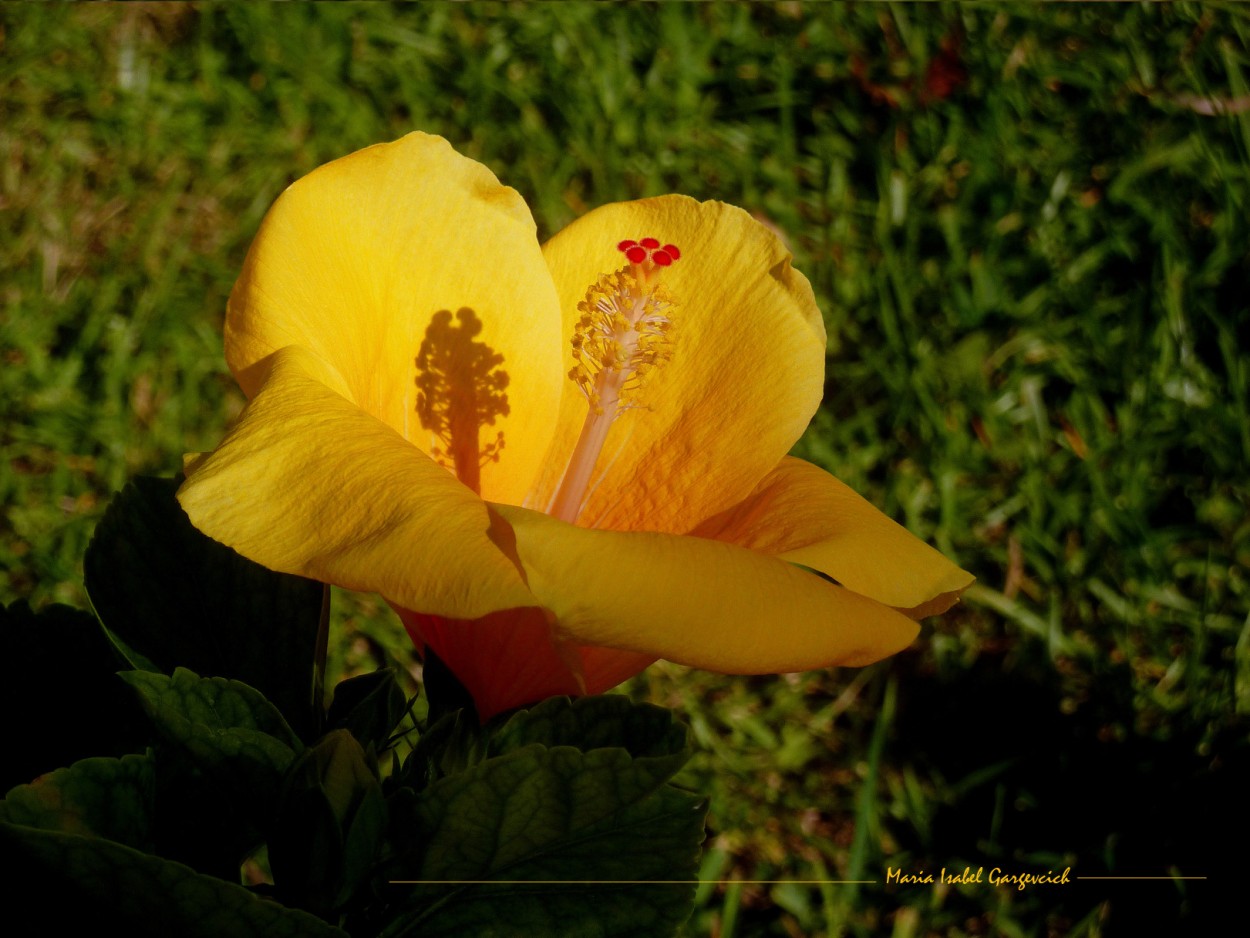 "Amarilla" de Mara Isabel Gargevcich