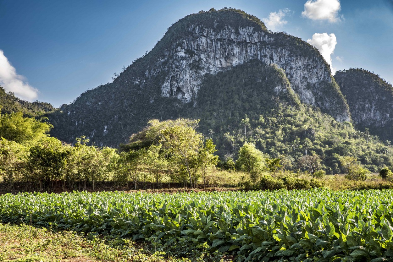 "Viales, Cuba" de Justo Ismael Lassaga