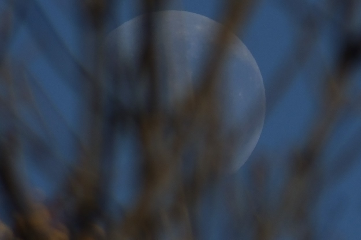 "Pica! la luna detrs del otoo" de Juan Fco. Fernndez