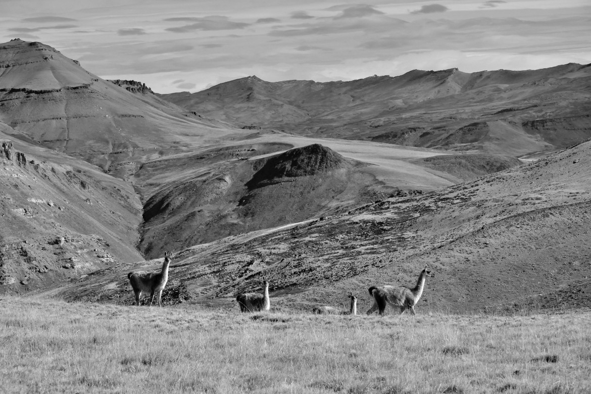 "teirras de guanacos" de Oscar Araujo