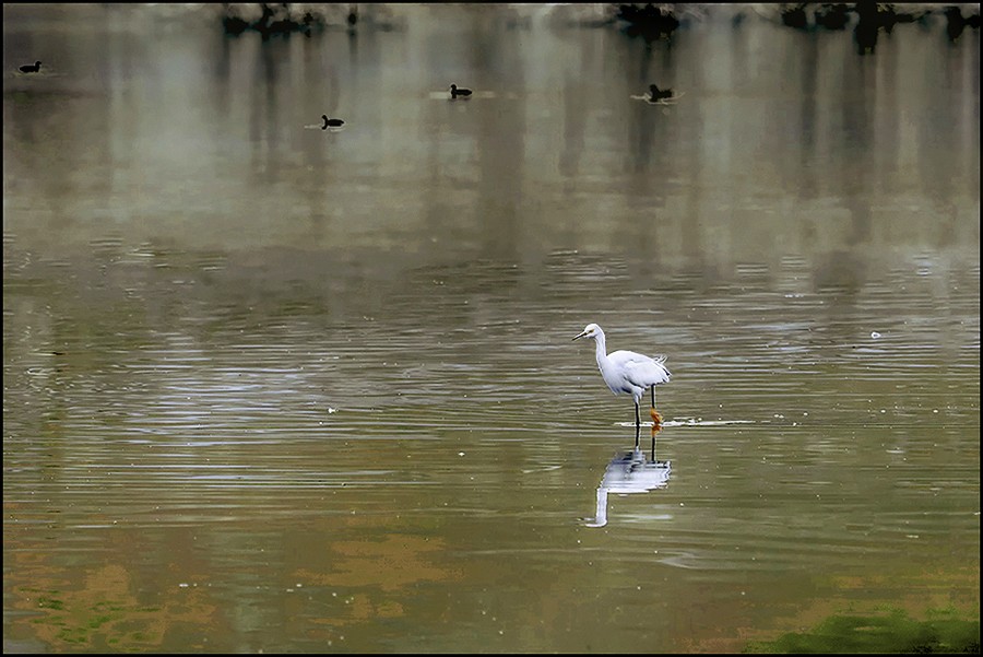 "Una garza en verde amarerlho" de Ruben Perea