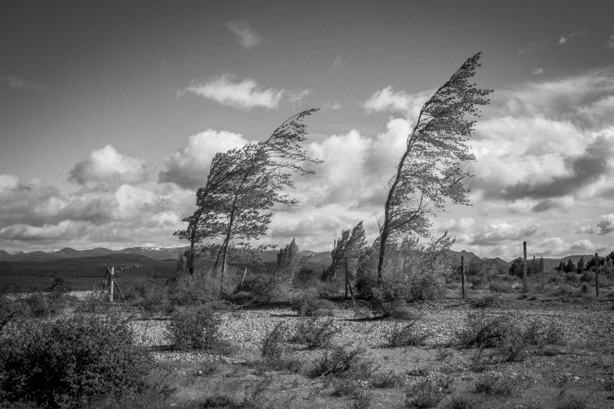 "Fuerza Natural" de Ricardo Wychlo