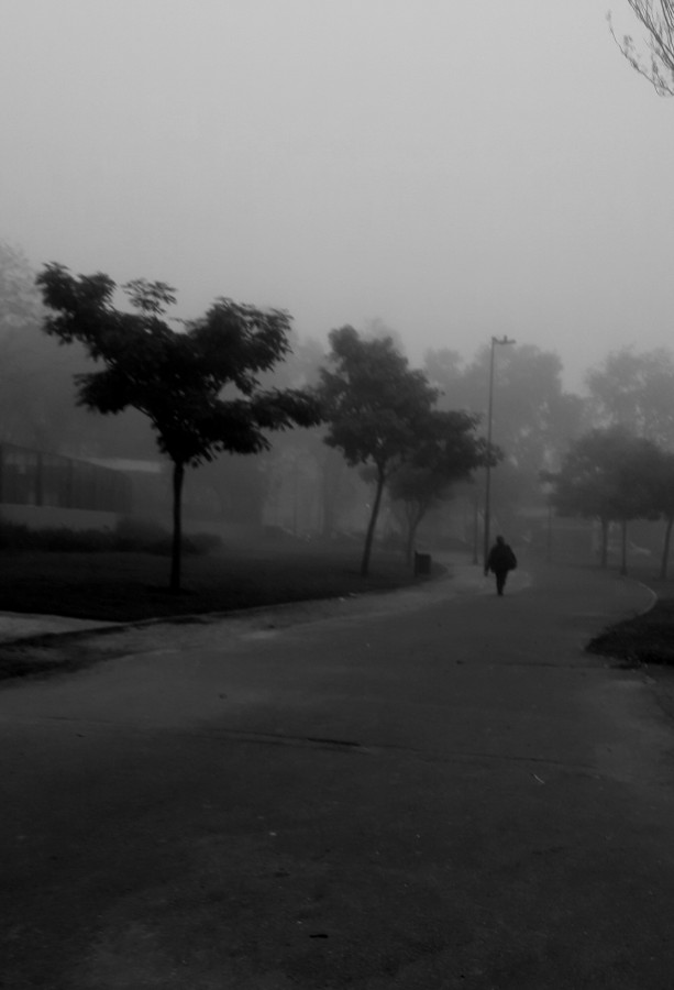"Camino en la niebla" de Luis D`Amico