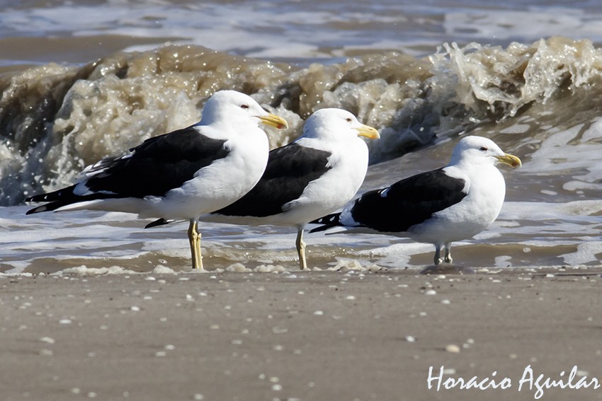 "Gaviotas" de Horacio Aguilar