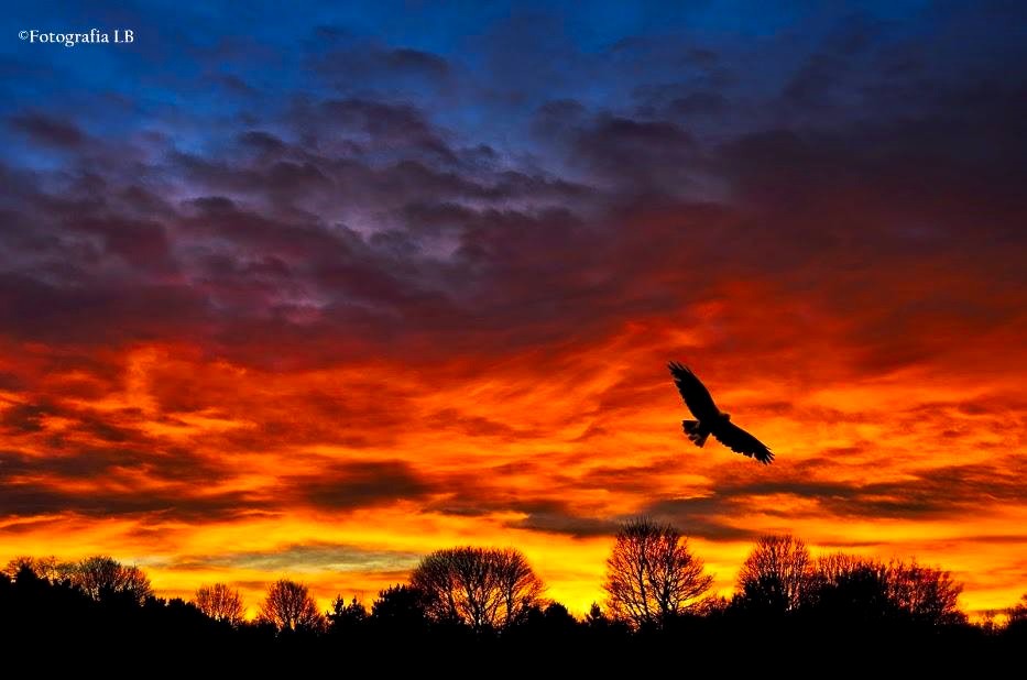 "El vuelo" de Luis Blasco Martin