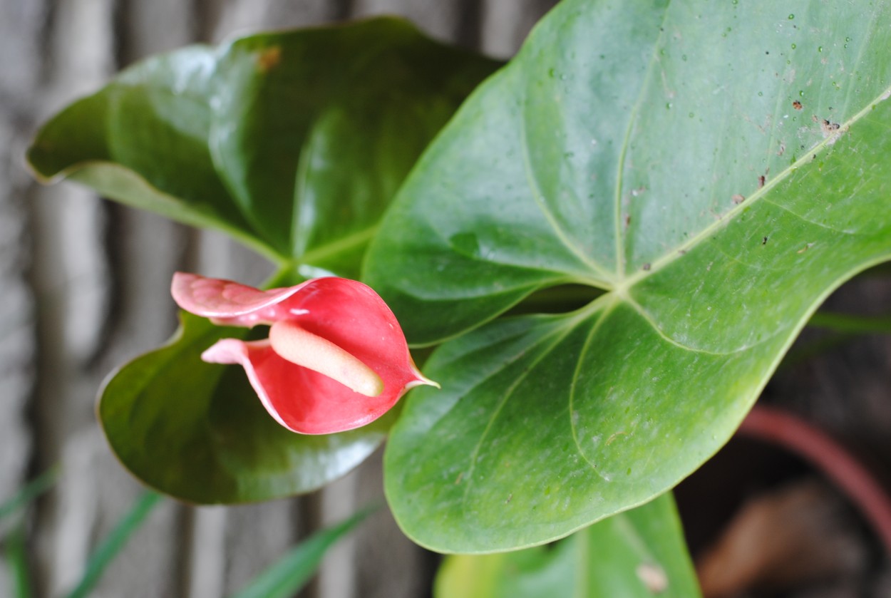 "en flor" de Maria Gabriela Bieler