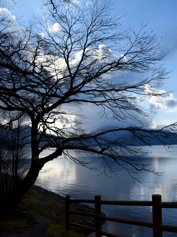 "El rbol del lago" de Carlos Alborc