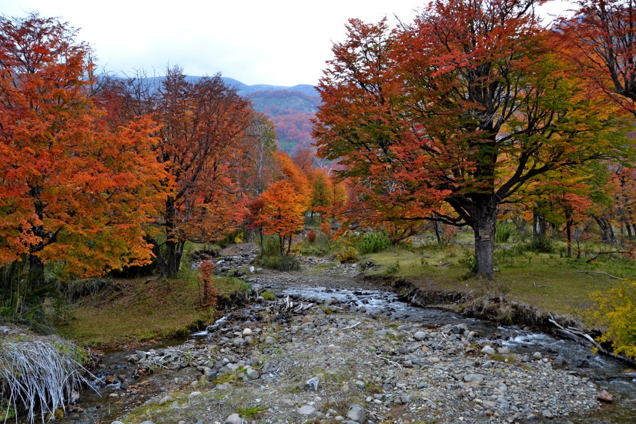 "El arroyo" de Carlos D. Cristina Miguel