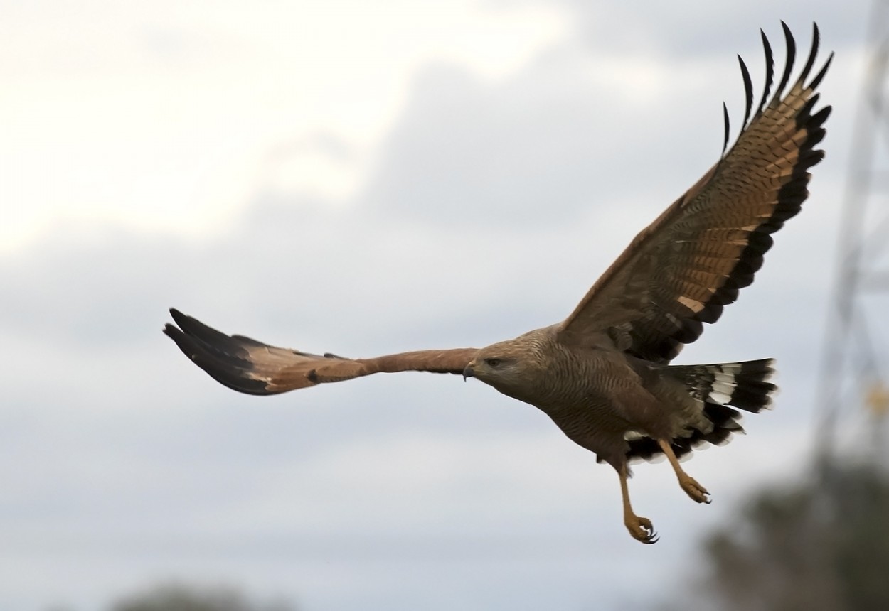 "vuelo" de Edith Polverini