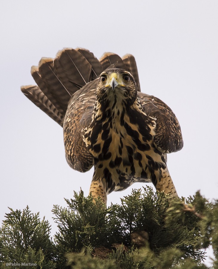 "Gaviln Mixto (Parabuteo unicinctus)" de Pablo D Martino