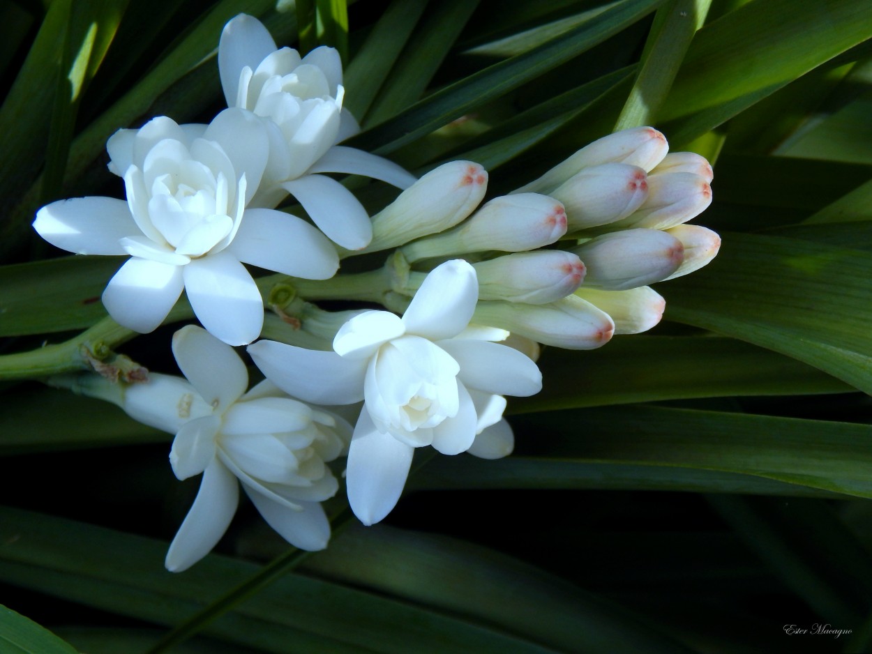 "Perfume de nardos." de Ester Francisca Macagno