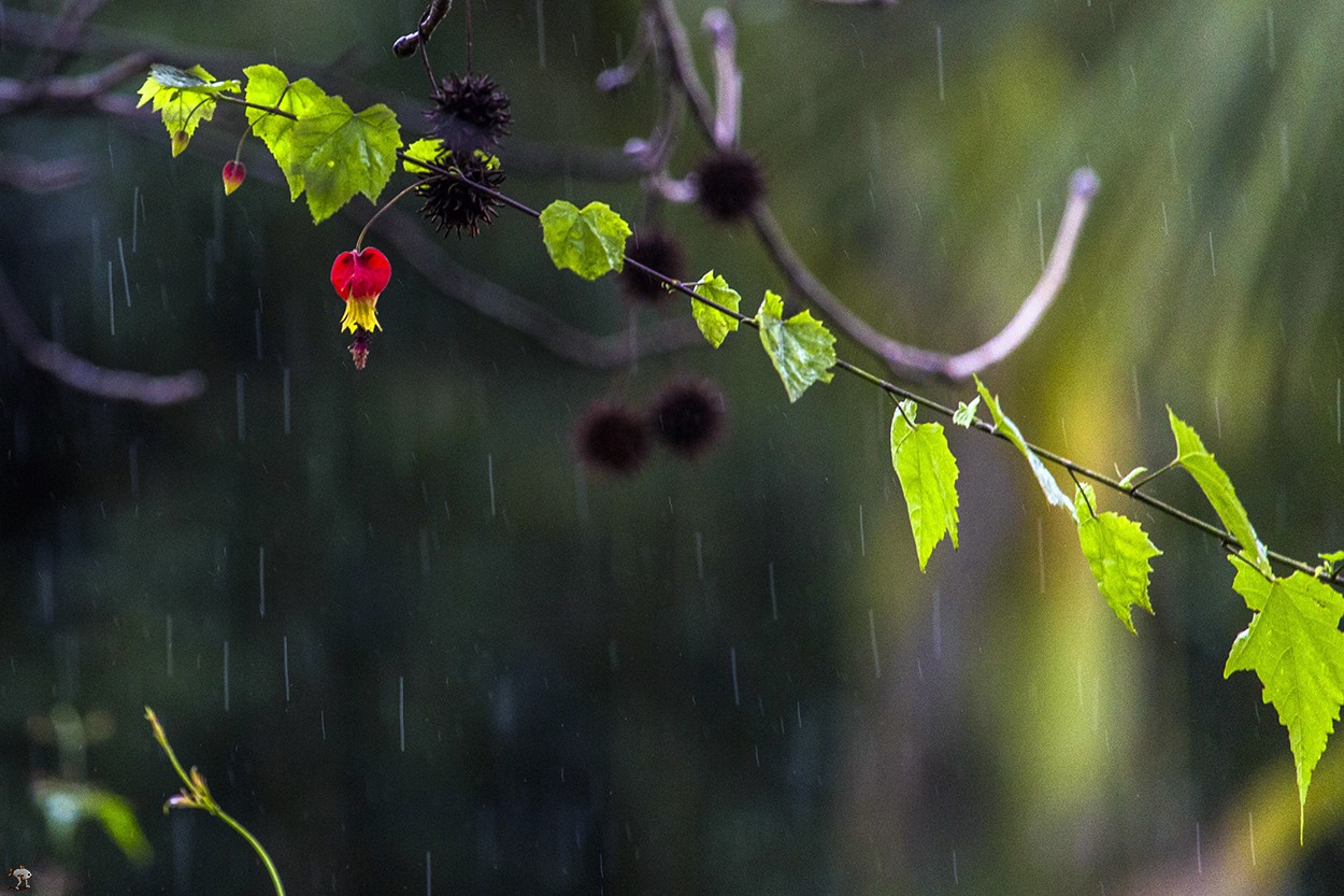 "Nace una flor" de Alfredo Fushimi