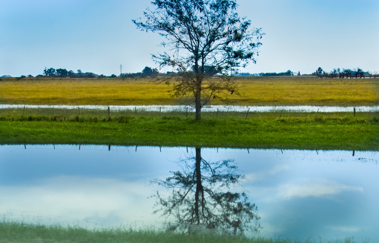 "` EL ARBOL `" de Graciela Larrama