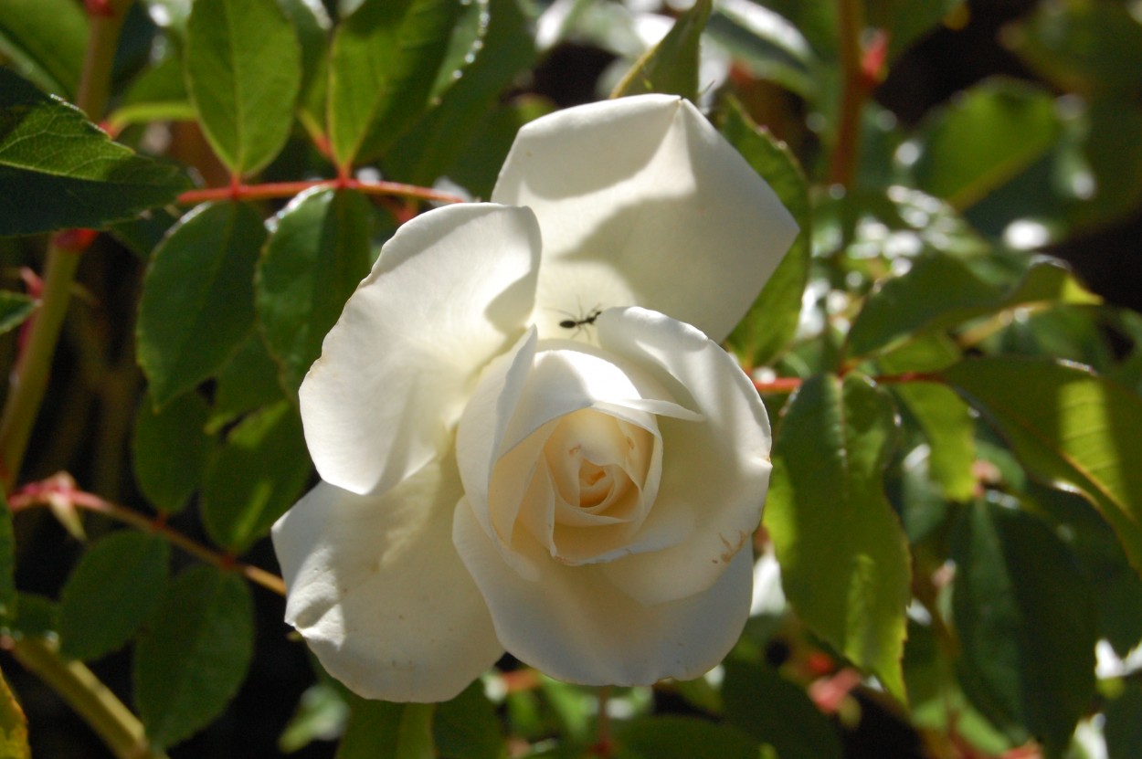 "Florece a la vida...." de Adolfo Fabian