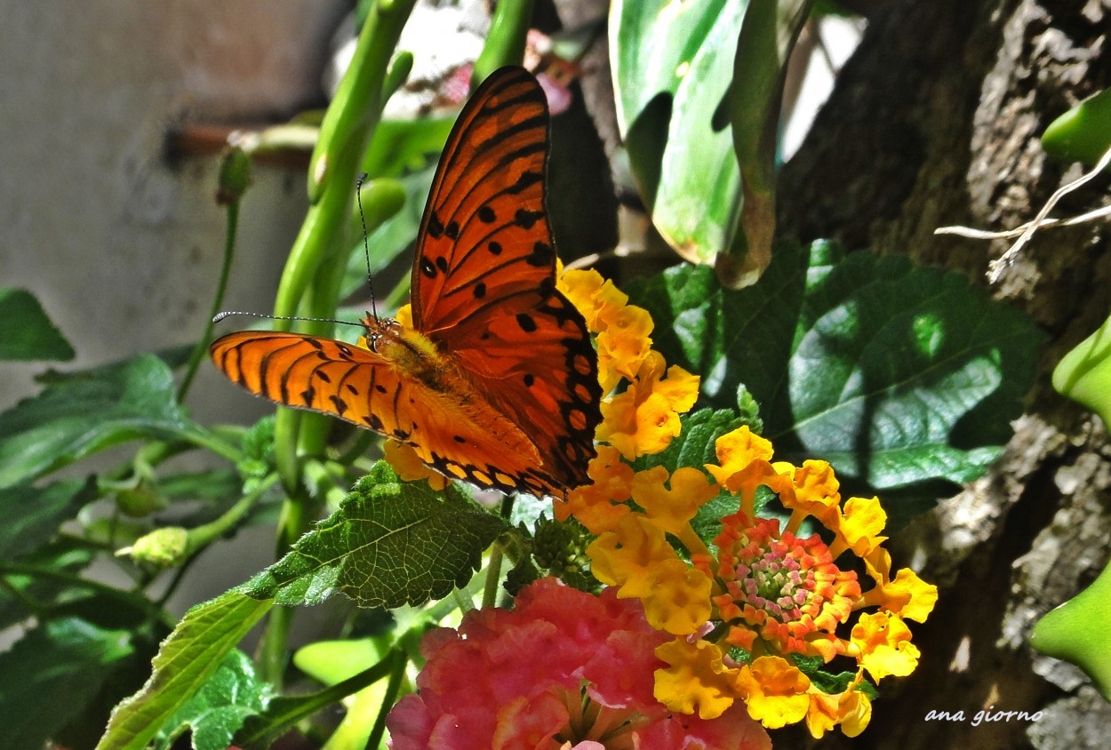 "En la flor" de Ana Giorno