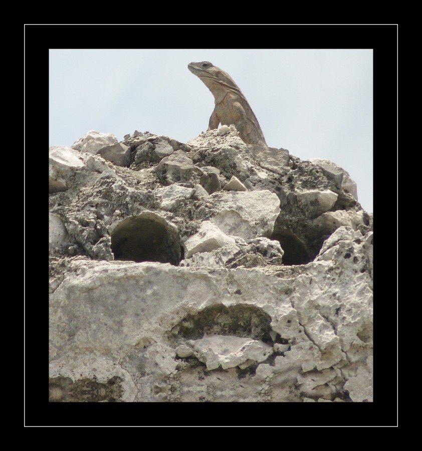 "Caruchas (frente y perfil)" de Luciano Nardone