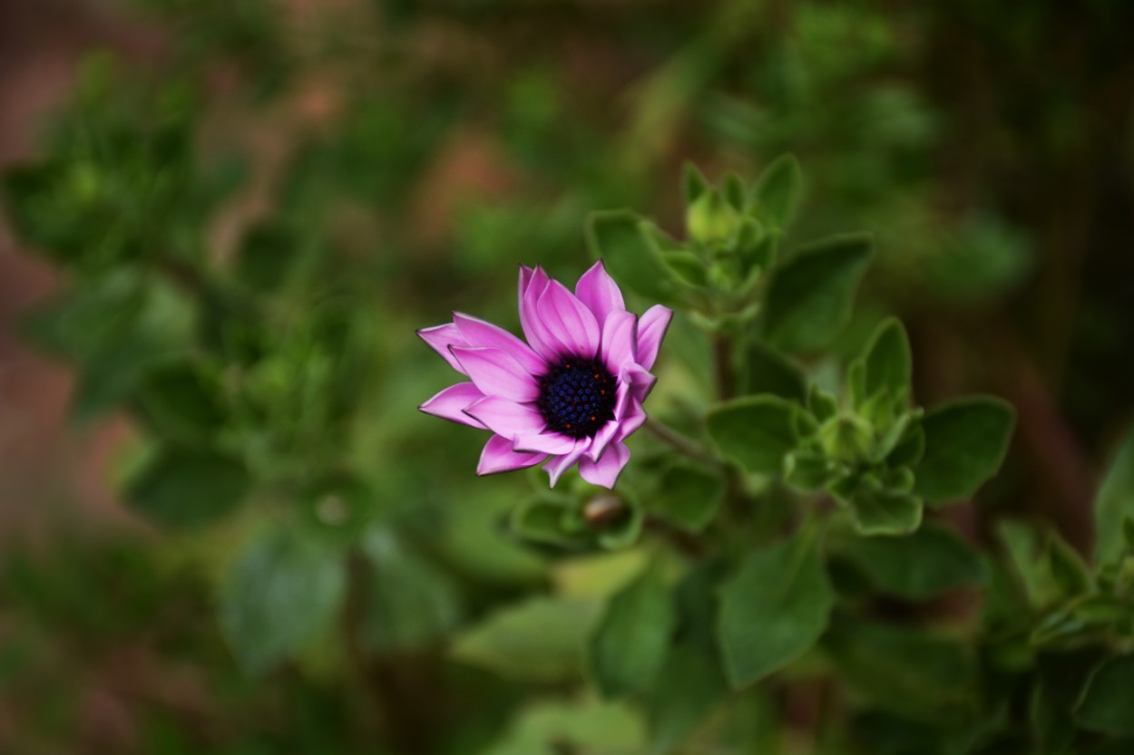 "Pequea flor" de Facundo Onorato