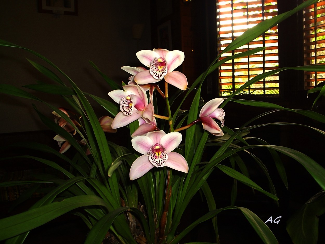 "Cymbidium" de Ana Giorno