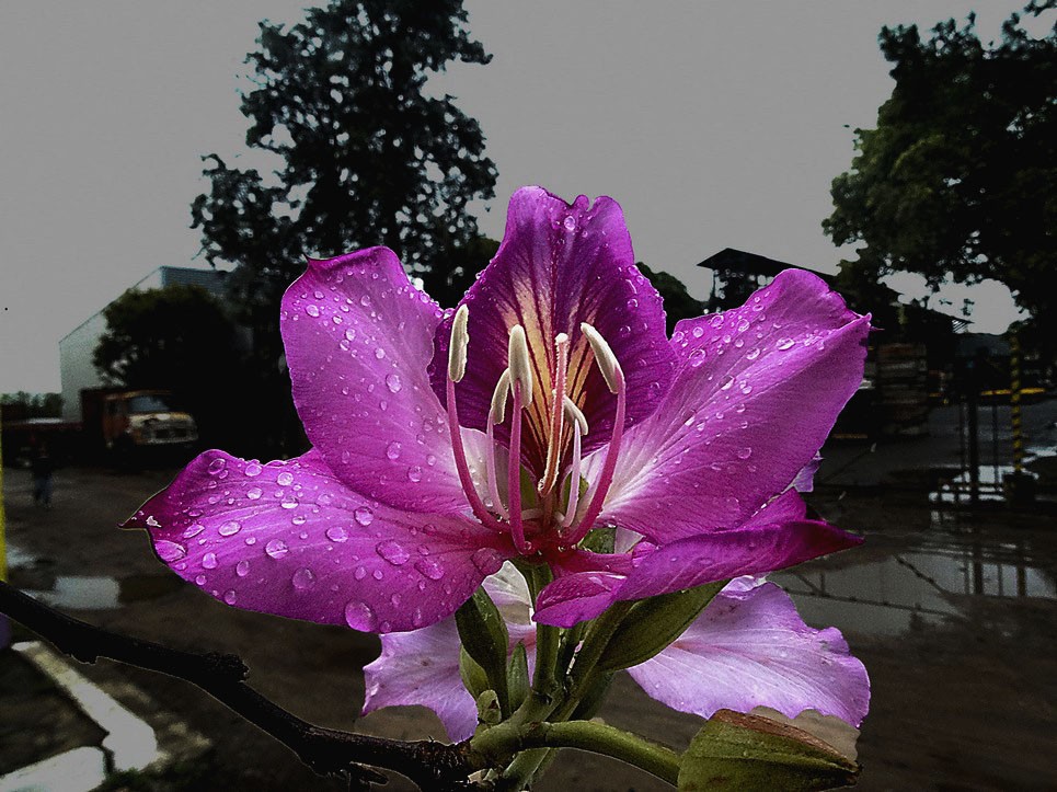 "Caoba floral" de Ruperto Silverio Martinez