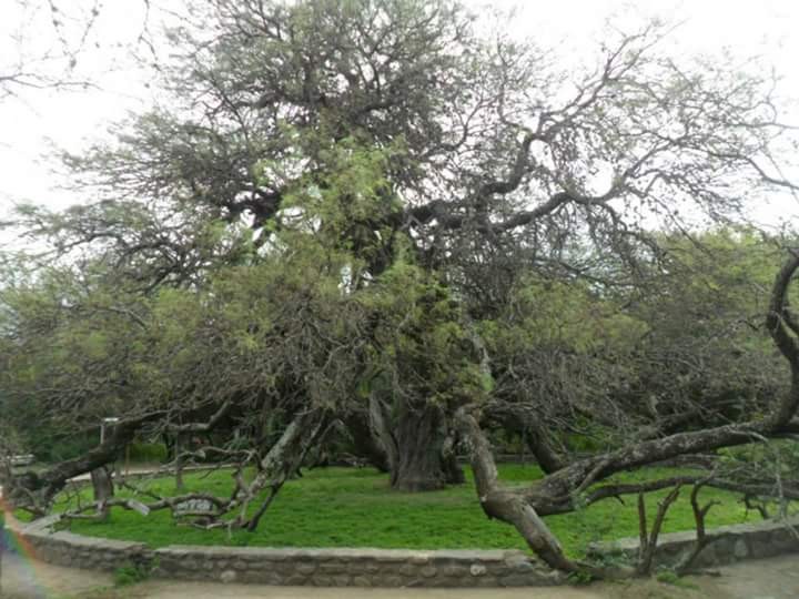 "El Algarrobo Abuelo Merlo - San Luis" de Gabriela Figueroa