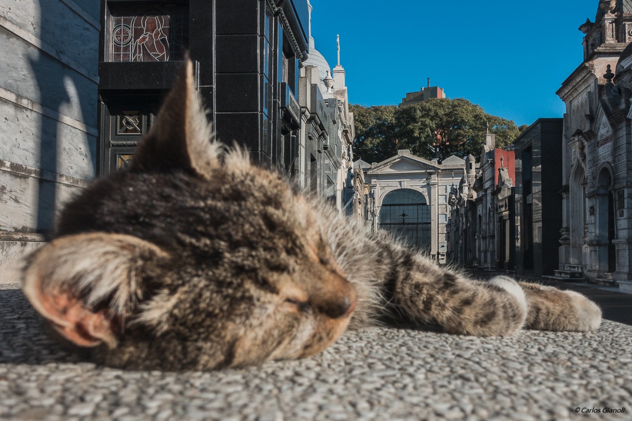 "El gato recoleto" de Carlos Gianoli