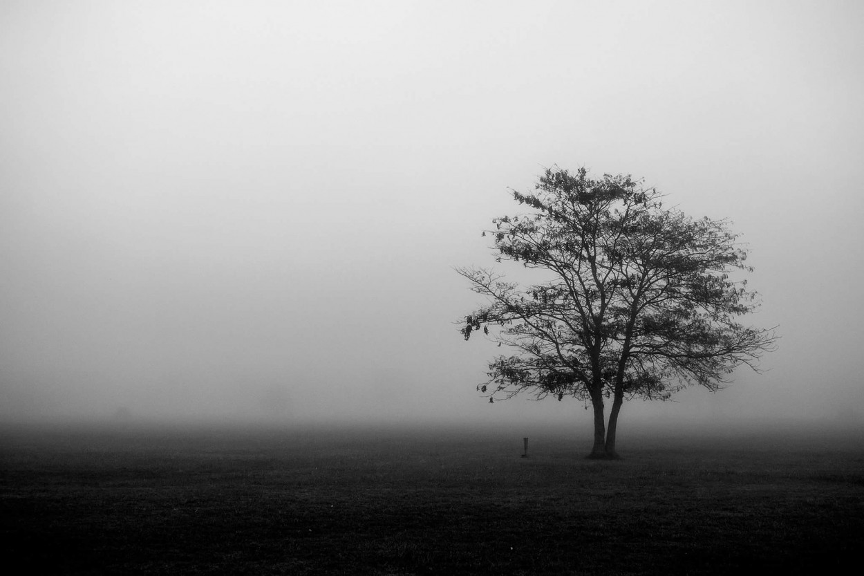 "La niebla" de Andrea Torres Rotondo