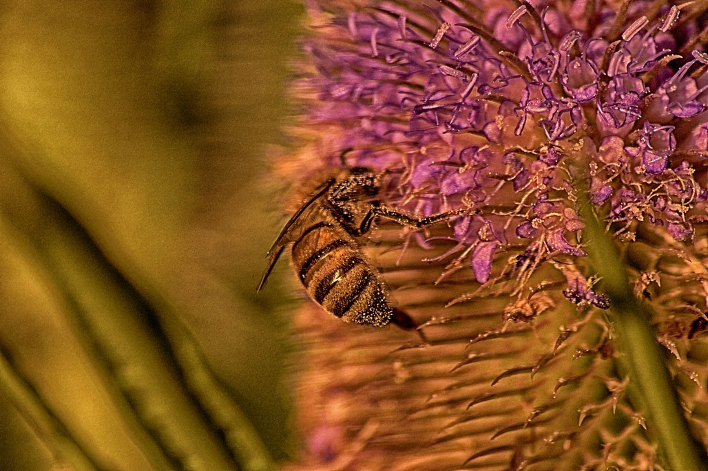 "Abeja en el cardo" de Ruperto Silverio Martinez