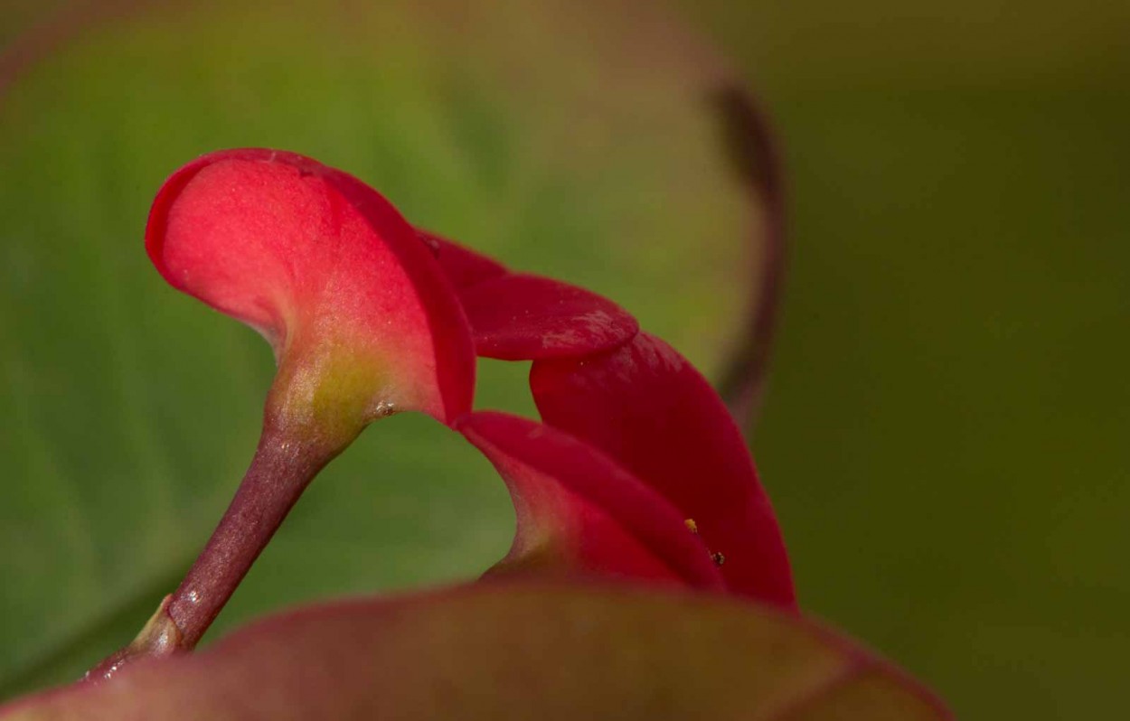 "` PETALOS `" de Graciela Larrama