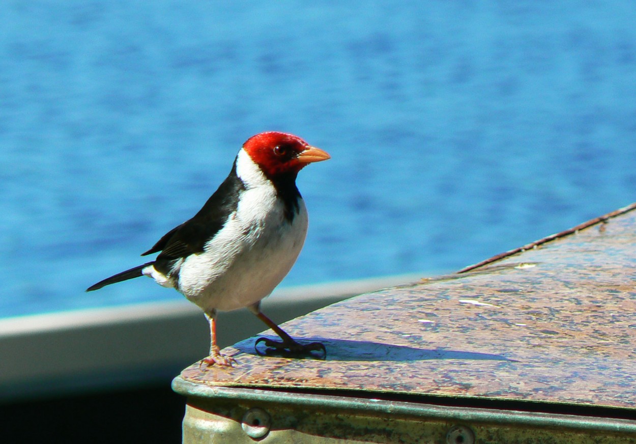 "Cardenal" de Gustavo Hernan Herrera