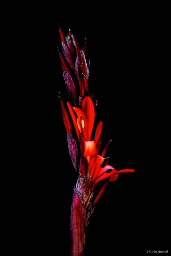 "Flor roja" de Carlos Gianoli