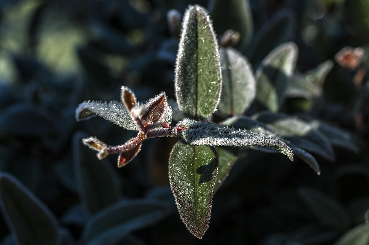 "Hypericum escarchada" de Carlos Francisco Montalbetti