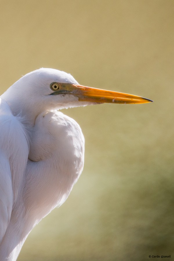 "Garza blanca, retrato." de Carlos Gianoli