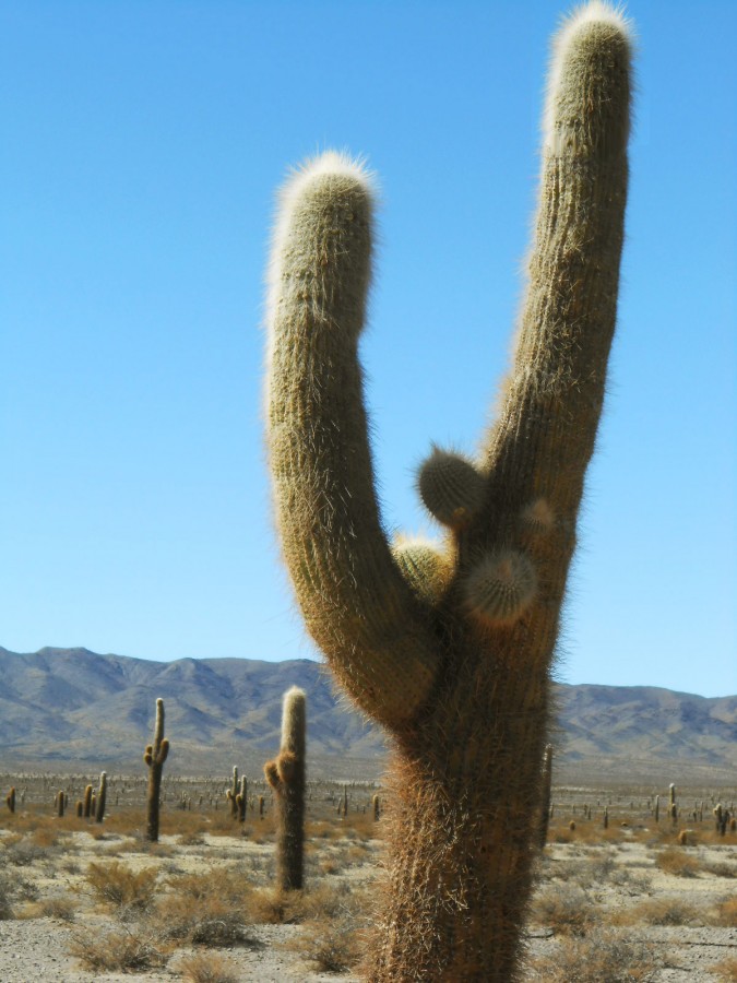 "Campos de cactus." de Gustavo Hernan Herrera