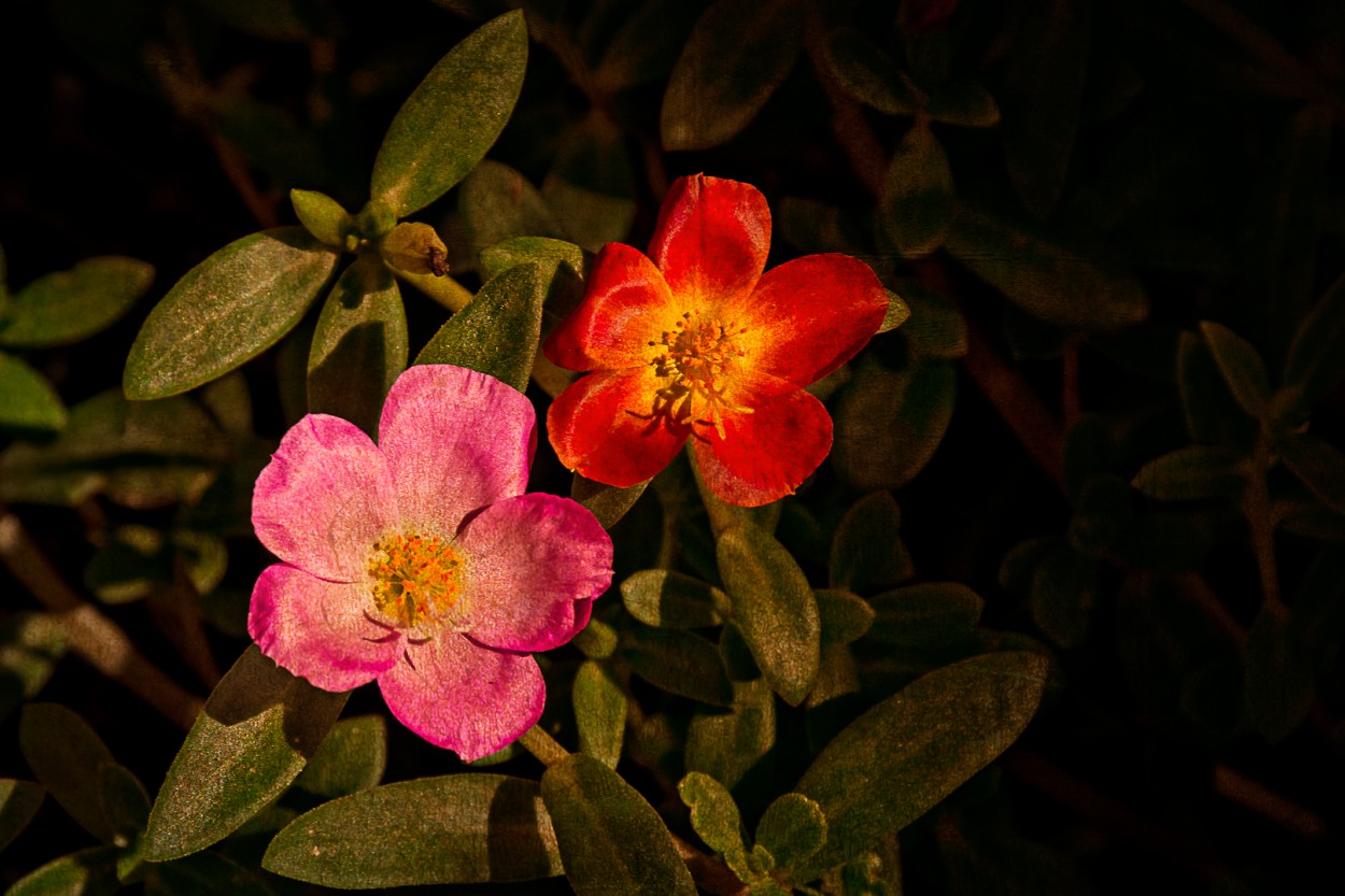 "Flores" de Juan Beas