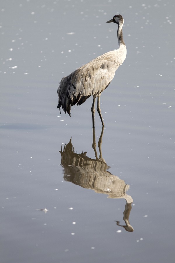 "Reflejada" de Alejandro Pianko