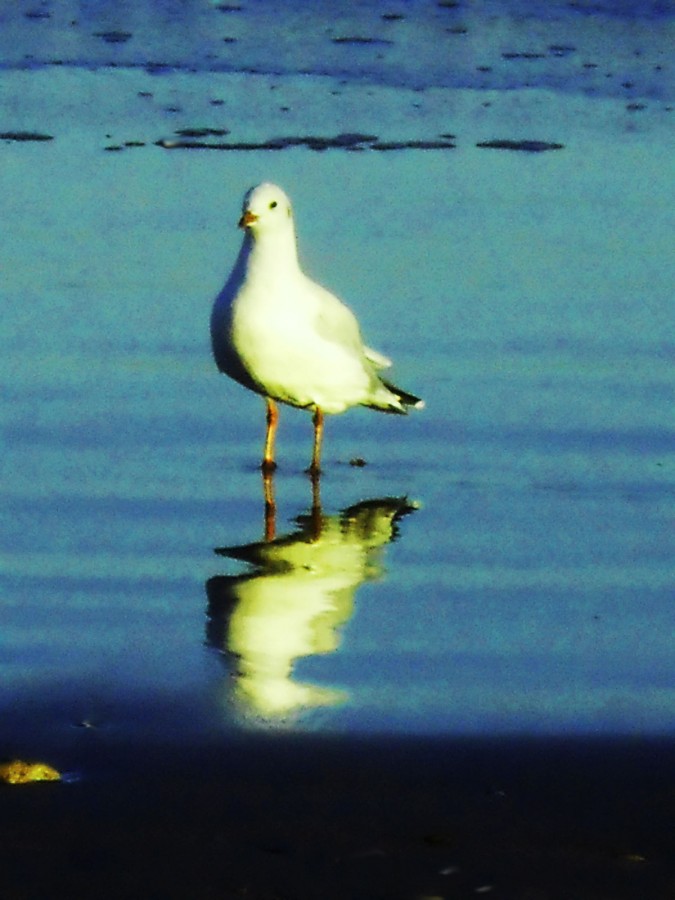 "Reflejo alineado" de Gustavo Hernan Herrera